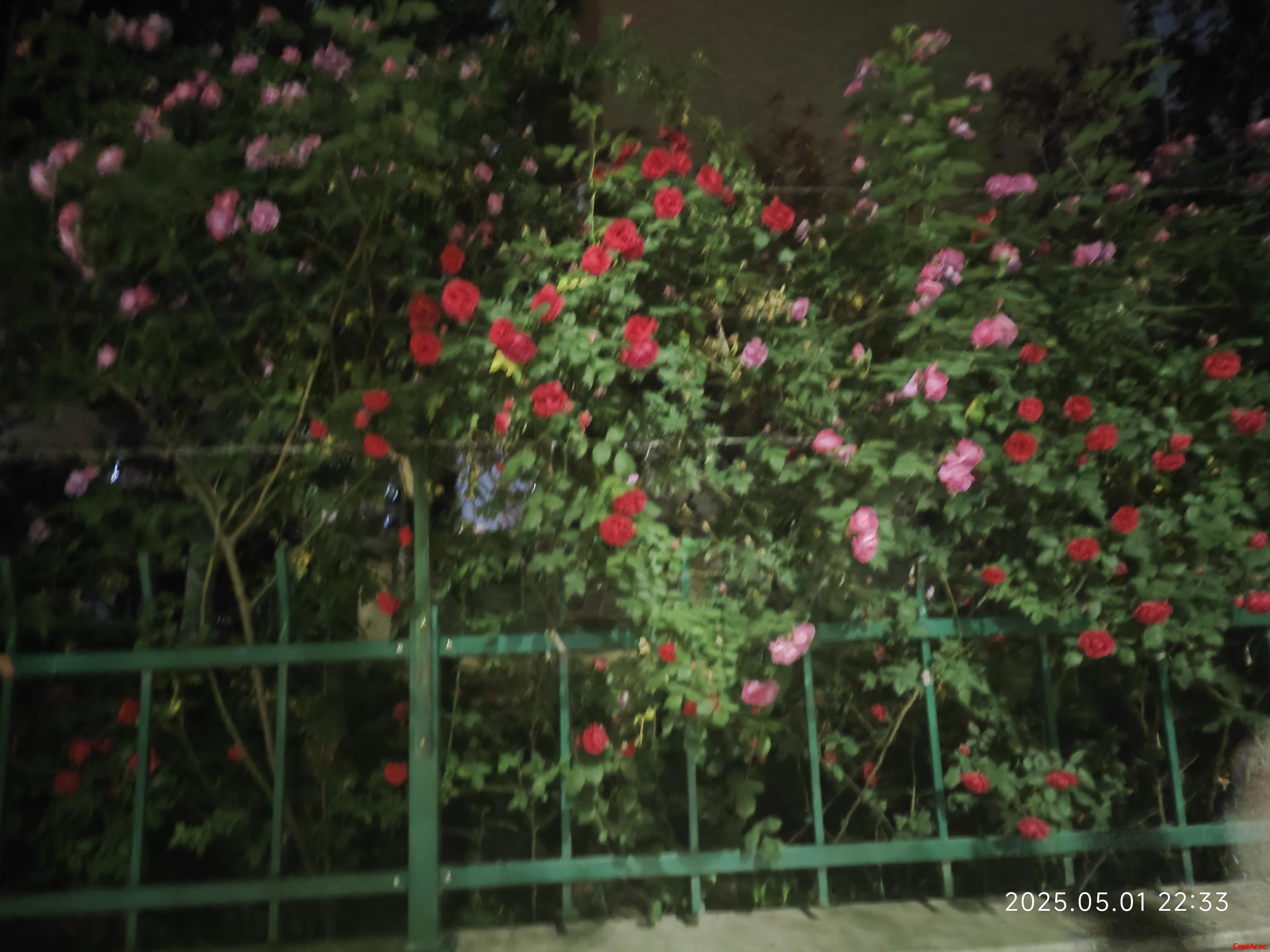 红色的，粉色的