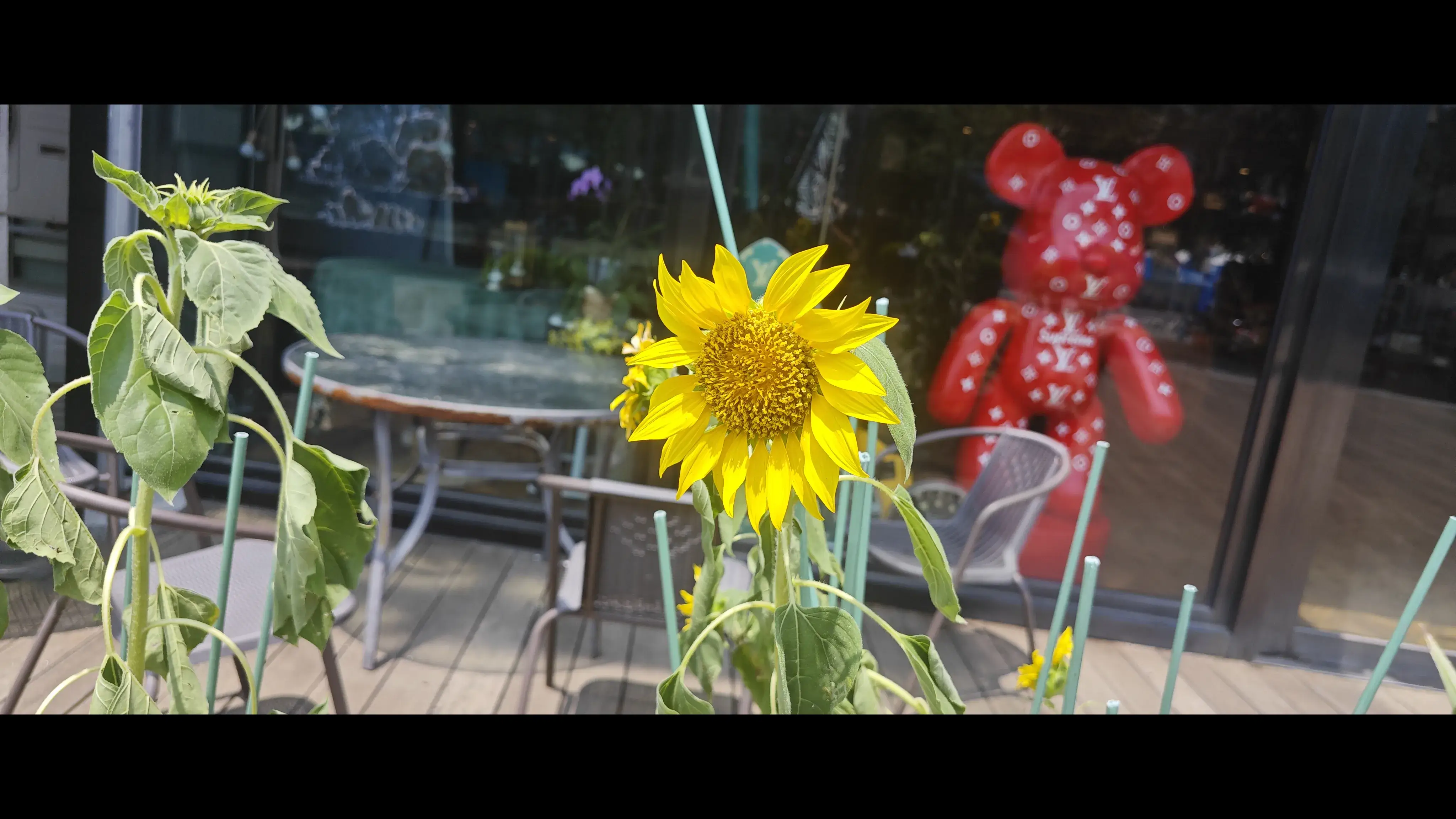 店外面的向日葵