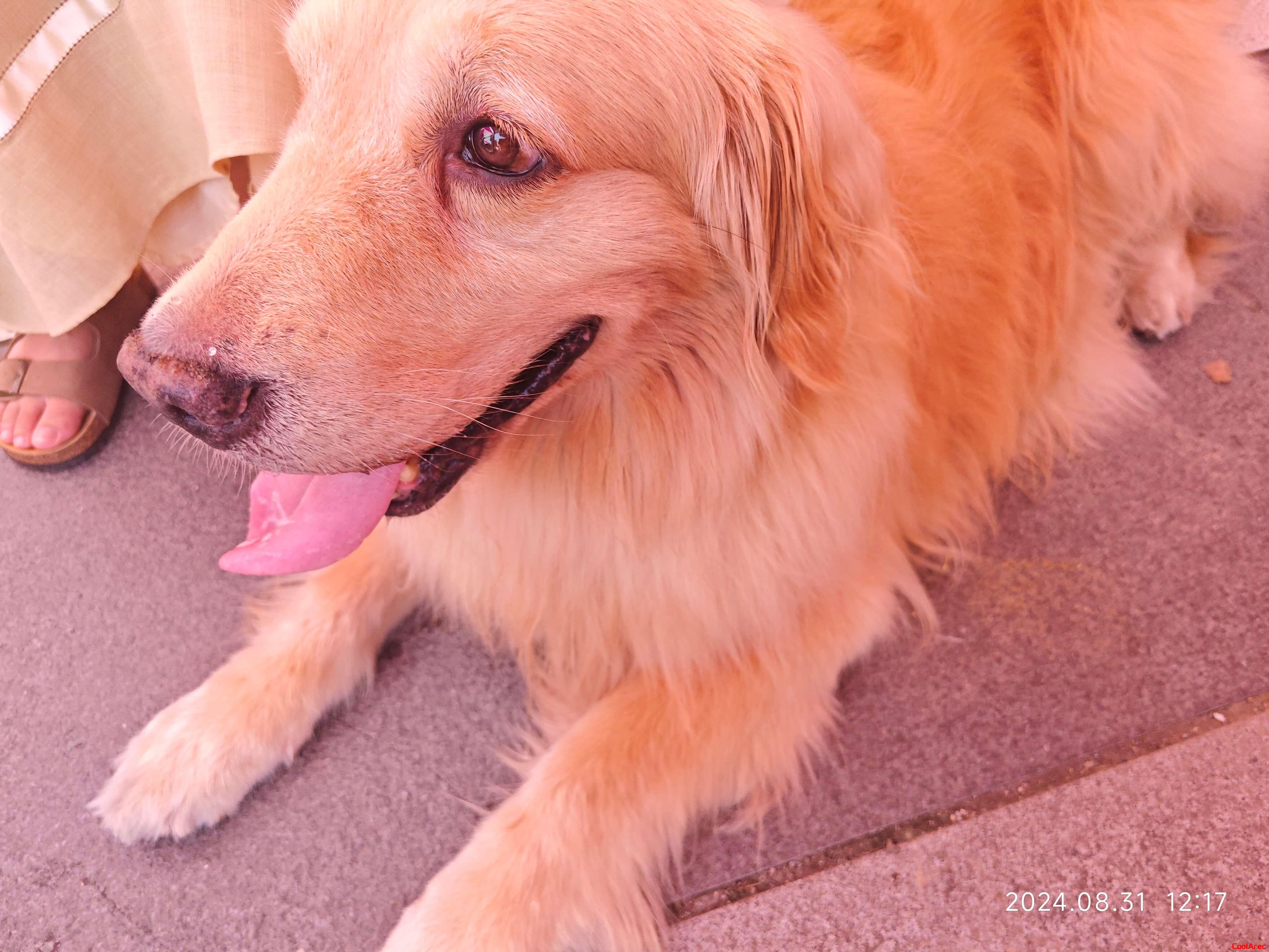 棚子下面的拉布拉多