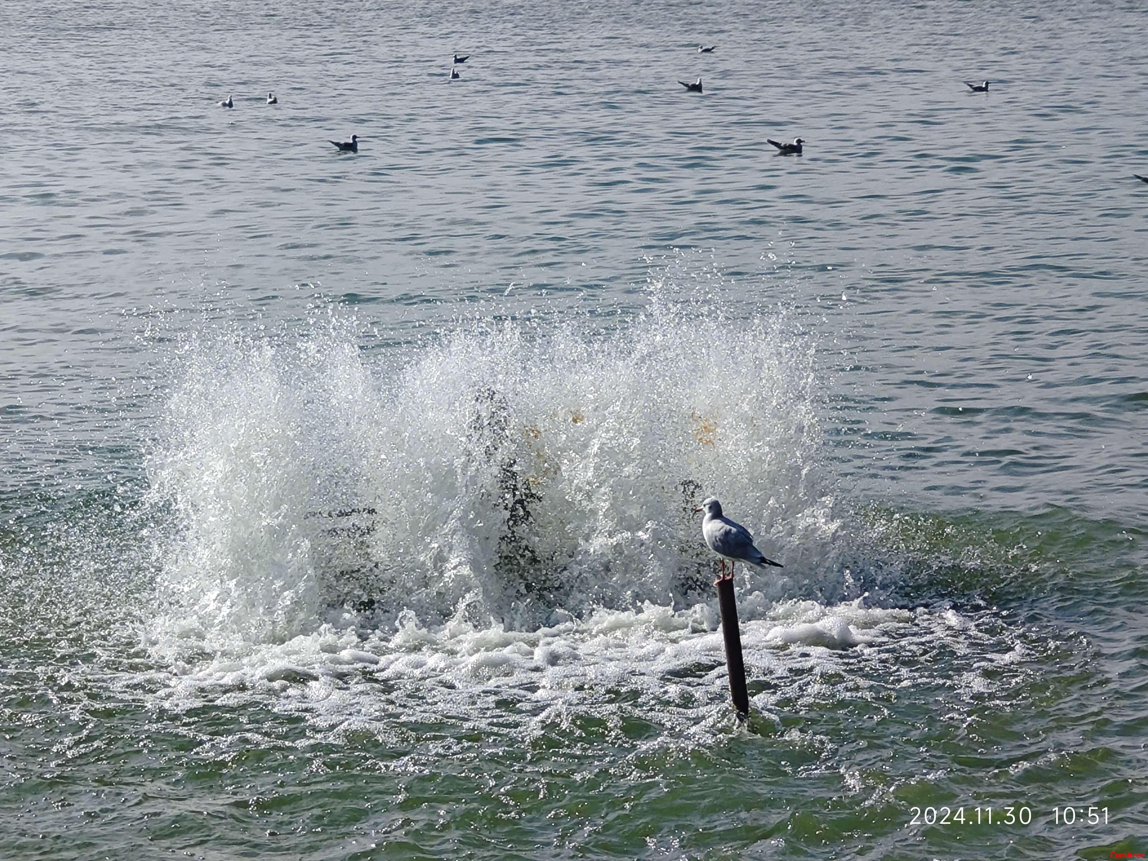 去码头整点薯条