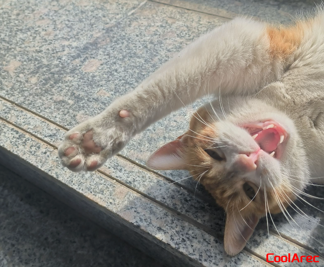 猫猫伸懒腰